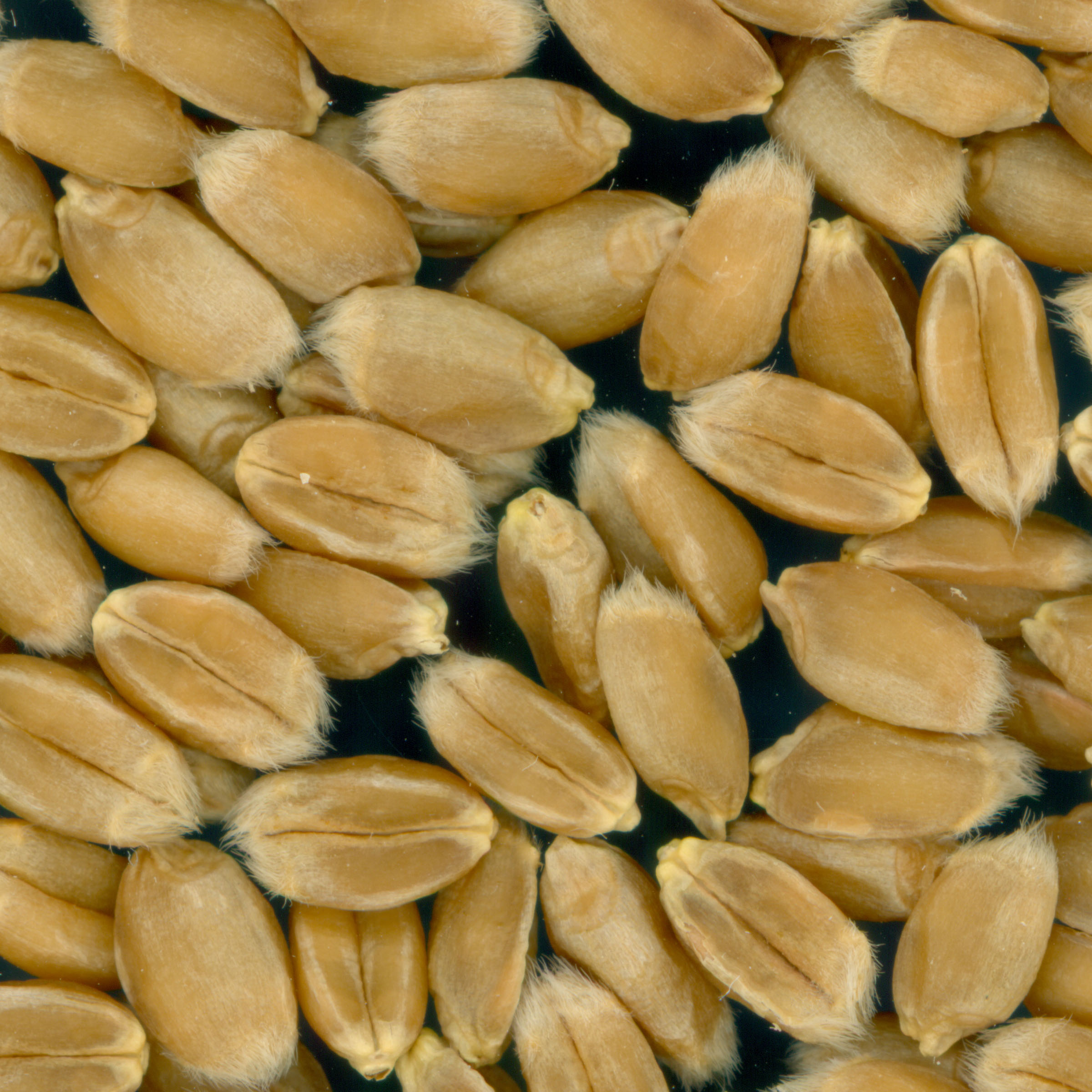 KERNELS